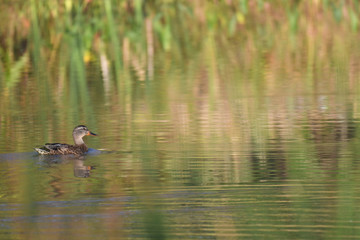 Female Mallard Duck floating in pond