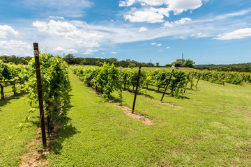 Fototapeta na wymiar Rows of Grapevines in Texas Hill Country