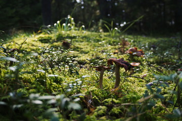 Mushroom In The Forest