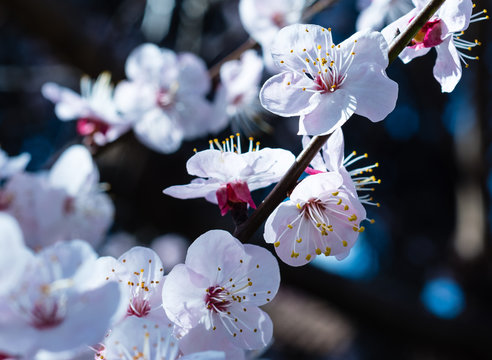 Fiori