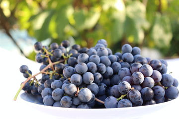 Harvest time. .A white bowl full of fresh red grapes in late afternoon sun