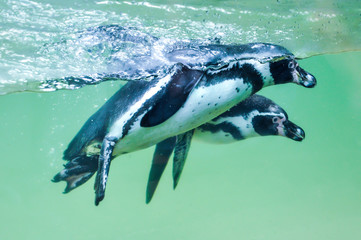 Magellanic penguins (Spheniscus magellanicus) in water
