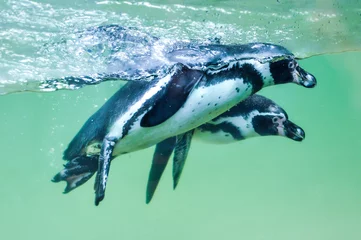 Poster Magellanic penguins (Spheniscus magellanicus) in water © kojin_nikon