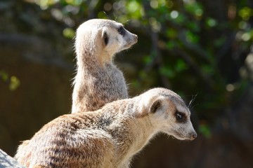 Fototapeta premium Meerkat Pair