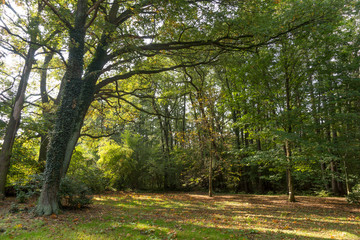 Schöner Herbsttag im Park