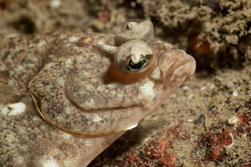 Underwater picture of a camouflaged rock fish in Pacific Ocean. Taken in Whytecliff Park, West Vancouver, BC, Canada.
