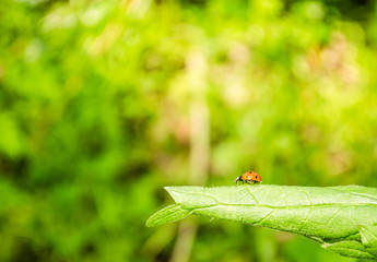 Ladybug on green grass