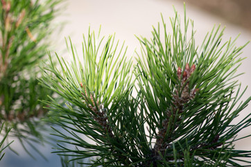 Close-Up of Green Conifer Branches