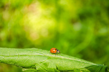 Naklejka premium Ladybug on green grass