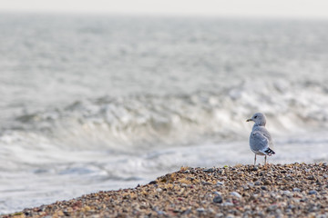 Solitary sea bird. Gull standing on the beach looking out across the ocean