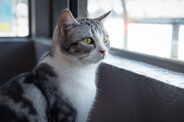 American Shorthair looking up outside window in cat cafe