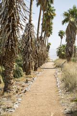 Fototapeta na wymiar A path lined with palm trees in the California desert