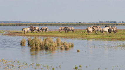 Grazing Konik horses © michaklootwijk