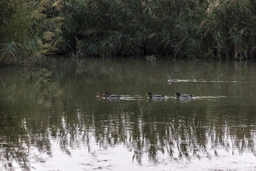 Obraz na płótnie Canvas Ducks navigating the lagoon. Natural Park El Hondo