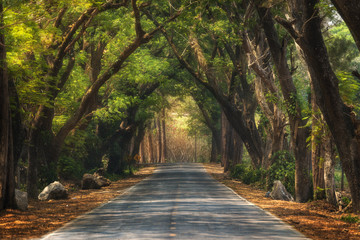 Fototapeta premium Abstract background of route and journey amidst the big tree and beautiful nature