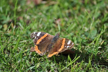 Schmetterling