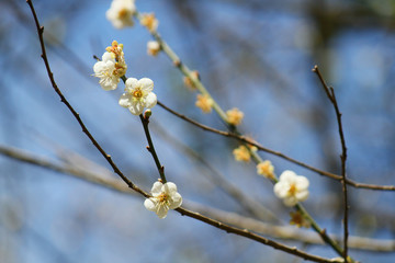 Closeup branch of white Wild Himalayan Cherry (Prunus cerasoides) in blue sky background