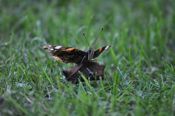 Schmetterling