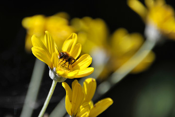 Bee on Daisy