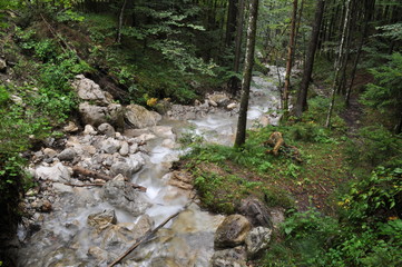 Bach im Wald