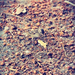 Bird eating in autumn