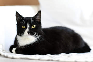 Young black cat lying at home, sweet and beautiful.