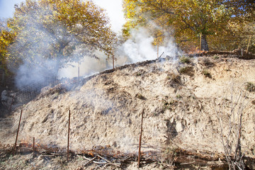 incendio  on llamas y humo en un castañar