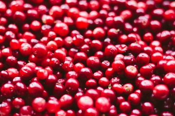 natural sweet burgundy red wallpaper of berry fresh cranberries cranberry close-up