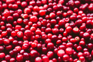 natural sweet burgundy red wallpaper of berry fresh cranberries cranberry close-up
