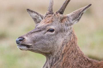 Red Deer