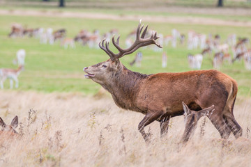 Red Deer