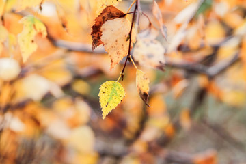 Autumn birch branch with yellow leaves in the forest.