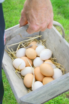ramasser les œufs du poulailler dans un panier en bois