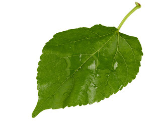 leaves with drops isolated on a white background