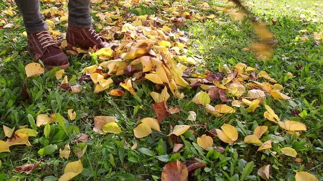 Gardener woman raking up autumn leaves in garden. 
