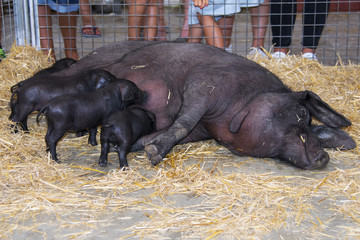Large black pig feeds young pigs on the farm with milk