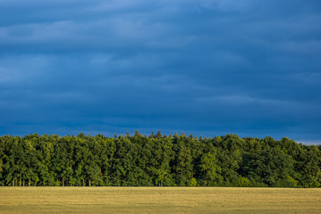 Ein Weizenfeld im Juli bei Sonneschein vor einem Wald mit einem dramatischen Himmel voller dunkler Gewitterwolken, A wheat field at sunshine in front of a forest with dramatic  dark thunderclouds