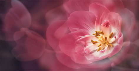 single dreamy surreal pink flower 