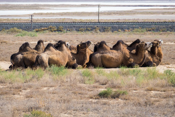 Camel caravan in desert landscape