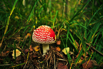 Amanita muscaria in grass in forest