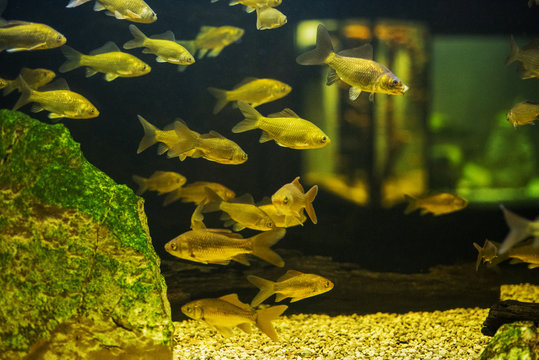 Many small fishes in aquarium.