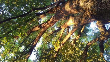 Tree - green - sunlight