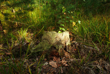 Stump in the autumn sunlit with sunlight