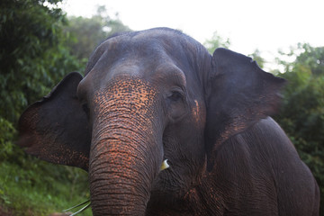 Thailand elephant and young monkey series 