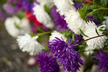Close-Up of Colorful Aster Flowers
