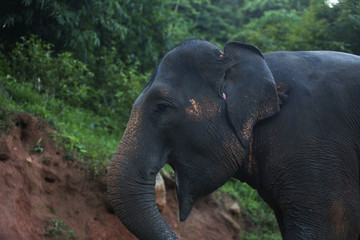 Fototapeta na wymiar Thailand elephant and young monkey series 