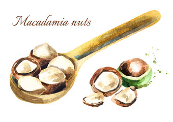 Macadamia nuts in the spoon. Watercolor hand drawn illustration