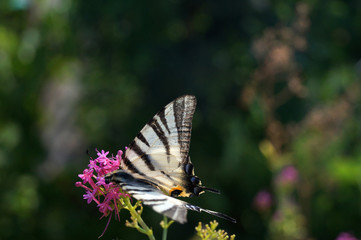 Farfalla bianca e nera sui fiori
