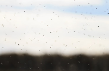 bunch of little annoying bugs sweeps over the field in the air in the fall