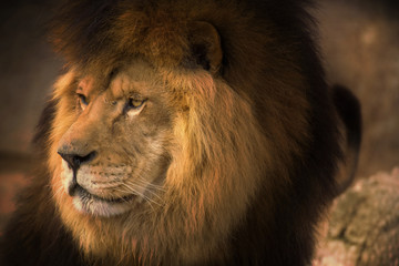 Berber Lion